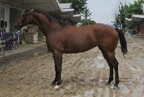 �������̽� (SAENAE CHOICE) ����