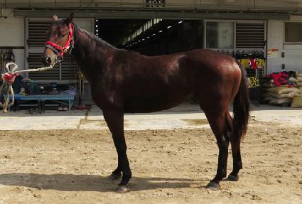 ����Ʈ������ ����