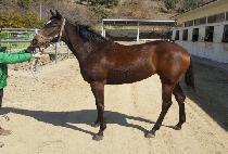 ���ǳ븶�� (SPINO MARINE) ����