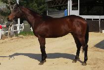 ���丶 (CHOTOMA) ����