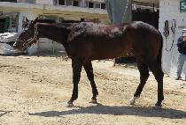 ���ø�Ʈŷ�� (COMPLETE KINGDOM) ����