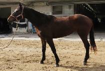 ���Ǽ�Ŀ�ǵ� (OFFICER COMMANDING) ����