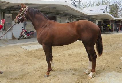 ���帲 ����