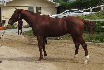 ����Ʈ���� (BEST STORM) ����