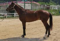 �����Ѱ�� (SOJUNGHAN GOLDEN) ����