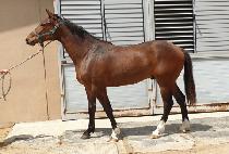 ȣ�½�Ÿ (HOSEUNG STAR) ����