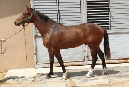 ȣ�½�Ÿ ����