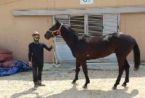 ���κ����� (SOL INVICTUS) ����