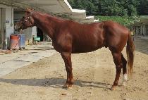 �������Ŀ� (CHALLANHAN HUYE) ����