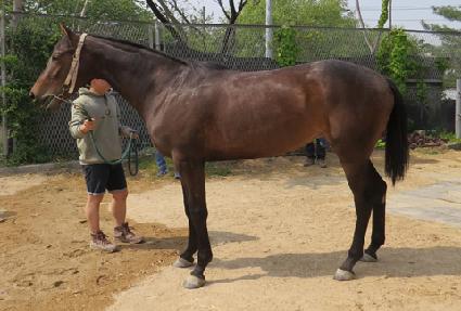 �����̾� ����