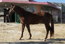 ������ŷ (YEOKJEONUI KING) ����