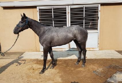 ���ϵ彺�� ����