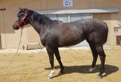 �̽��Ƶ� ����