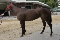 �ƽ���� (MAX DAERO) ����