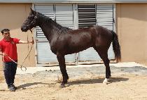 �������̽� (THUNDER ACE) ����