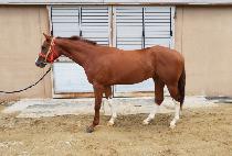 ���̽����� (ACE DAY) ����