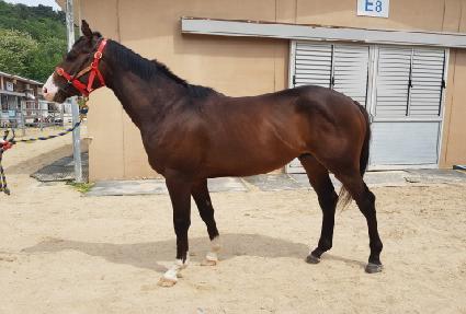 �鵥�� ����