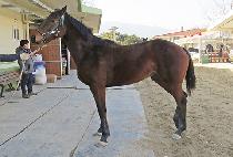 ��ũ������ (SECRET THUNDER) ����