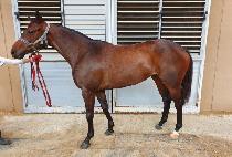 ���̸շ��̵� (SIMON LADY) ����