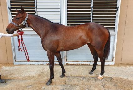 ���̸շ��̵� ����