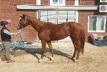 ����Ʈ���� (SMART BIJIN) ����