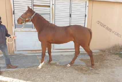 ����Ǯŷī�� ����