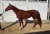 ���ʹ��� (WINNER BIRD) ����