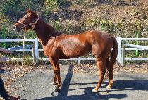 �������� (WINNER FALCON) ����