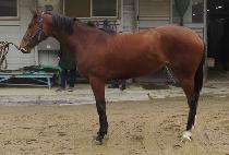 ����Ǯ��Ű�� (WONDERFUL NIKIYA) ����