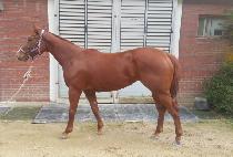 ���������̾� (SPRING FIRE) ����