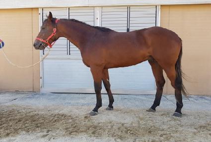 ��ȣ�ƶ� ����