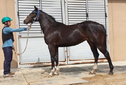 ����帲 ����