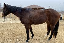 ��ī���Ƹ� (LUCA AR) ����