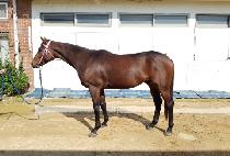 TRIUMPH KING picture