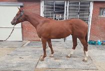 ������� (TOP OF TOP) ����