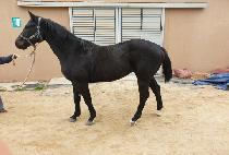 �¸������ (SEUNGRIUI CHUKBAE) ����