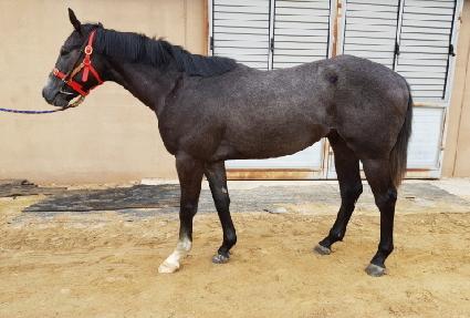 �ְ�ť�ǵ� ����