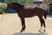 ���ϵ���� (WILD WOODS) ����