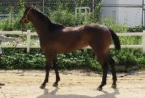 �ϱ��ȣ (ILGIBIHO) ����