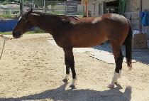 �ǿ������ϵ� (P N S NEED) ����