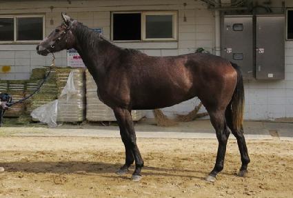 ���ø�Ʈ���� ����