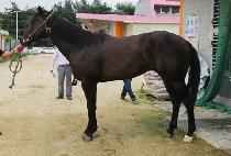 ü��Ű���� (CHEROKEE MARINE) ����