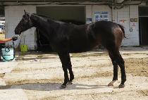 ����̸��� (ROSEDAY MARINE) ����