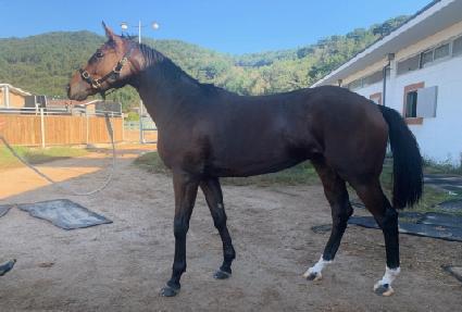 �Ѷ󴩸� ����