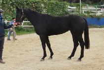 �����¡���� (AMAZING WHIZ) ����