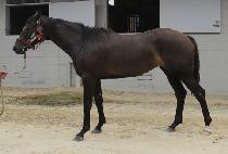 ������ (GOLDEN BADGE) ����