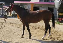 ȿ���� (HYOMARU) ����