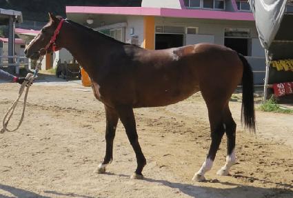 ȿ���� ����