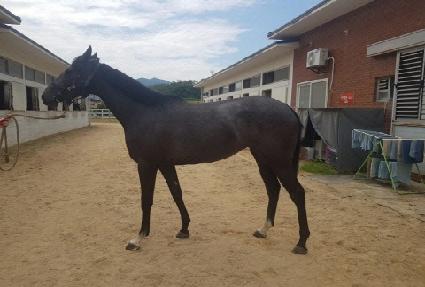 ����н�Ű ����