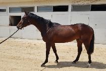 �и������Ŀ (MILLION MAKER) ����